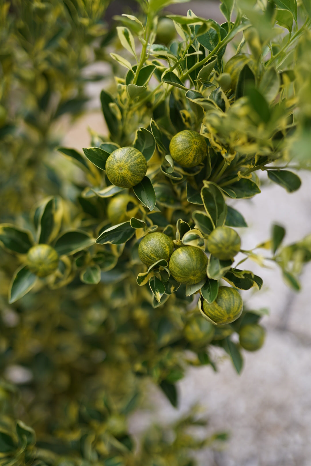 Calamansi - Variegated flyingdragonnursery