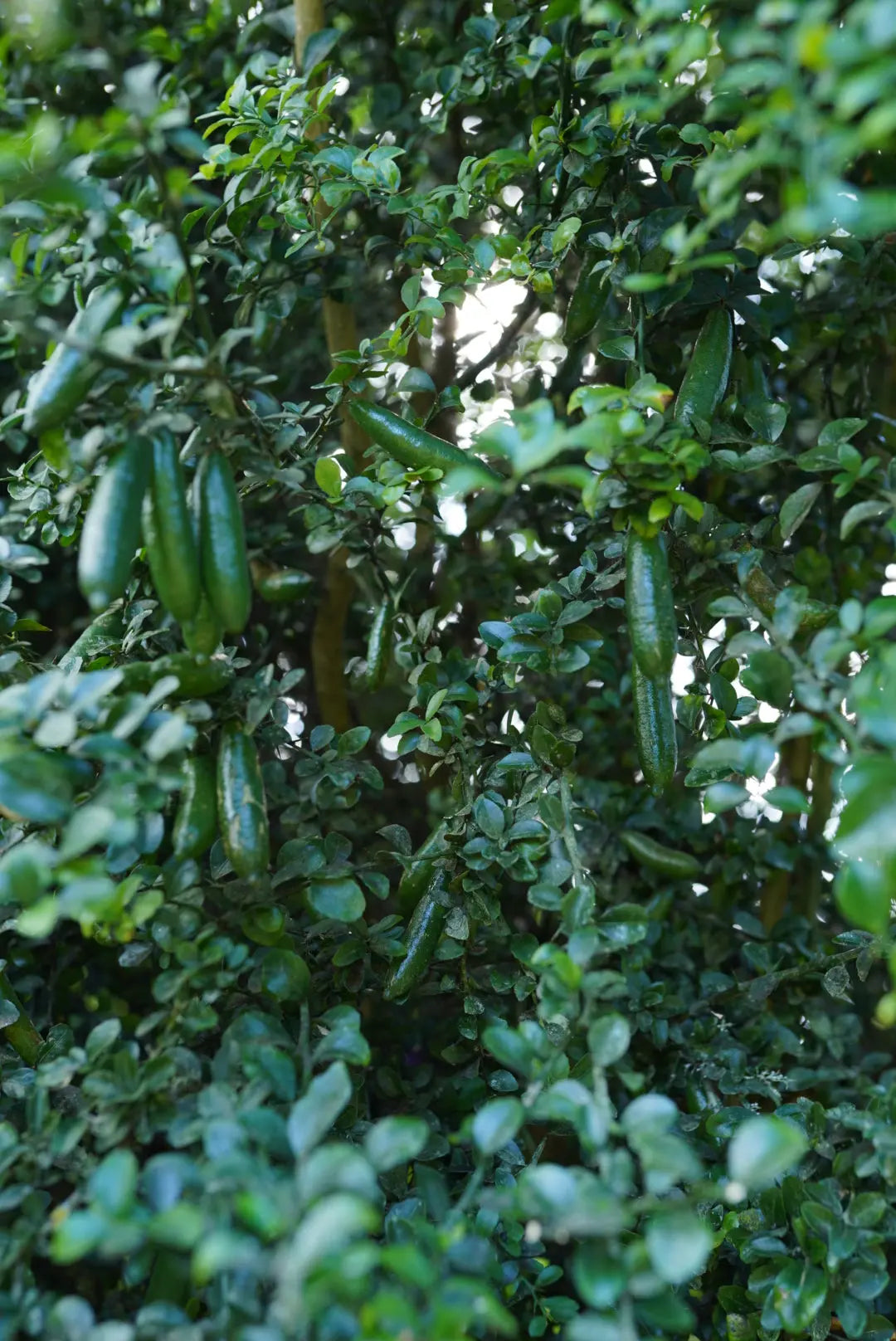 Finger Lime - Green - Grafted