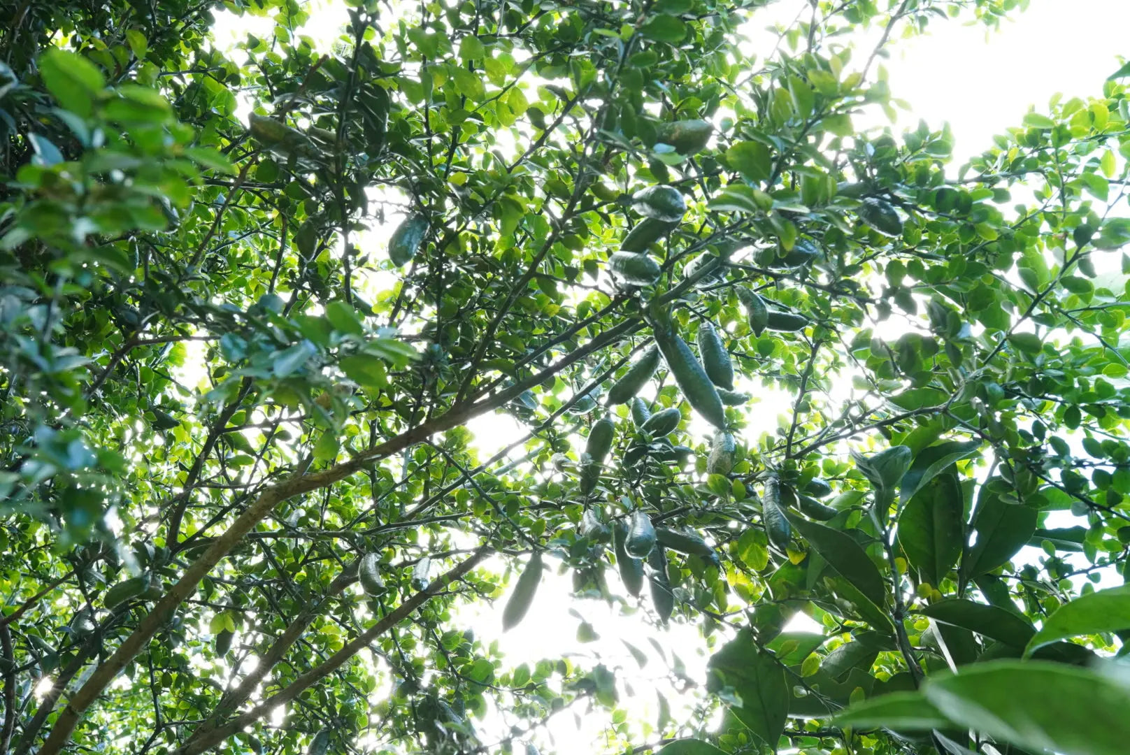 Finger Lime - Green - Grafted