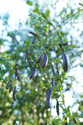Finger Lime - Aubergine Black - Grafted flyingdragonnursery