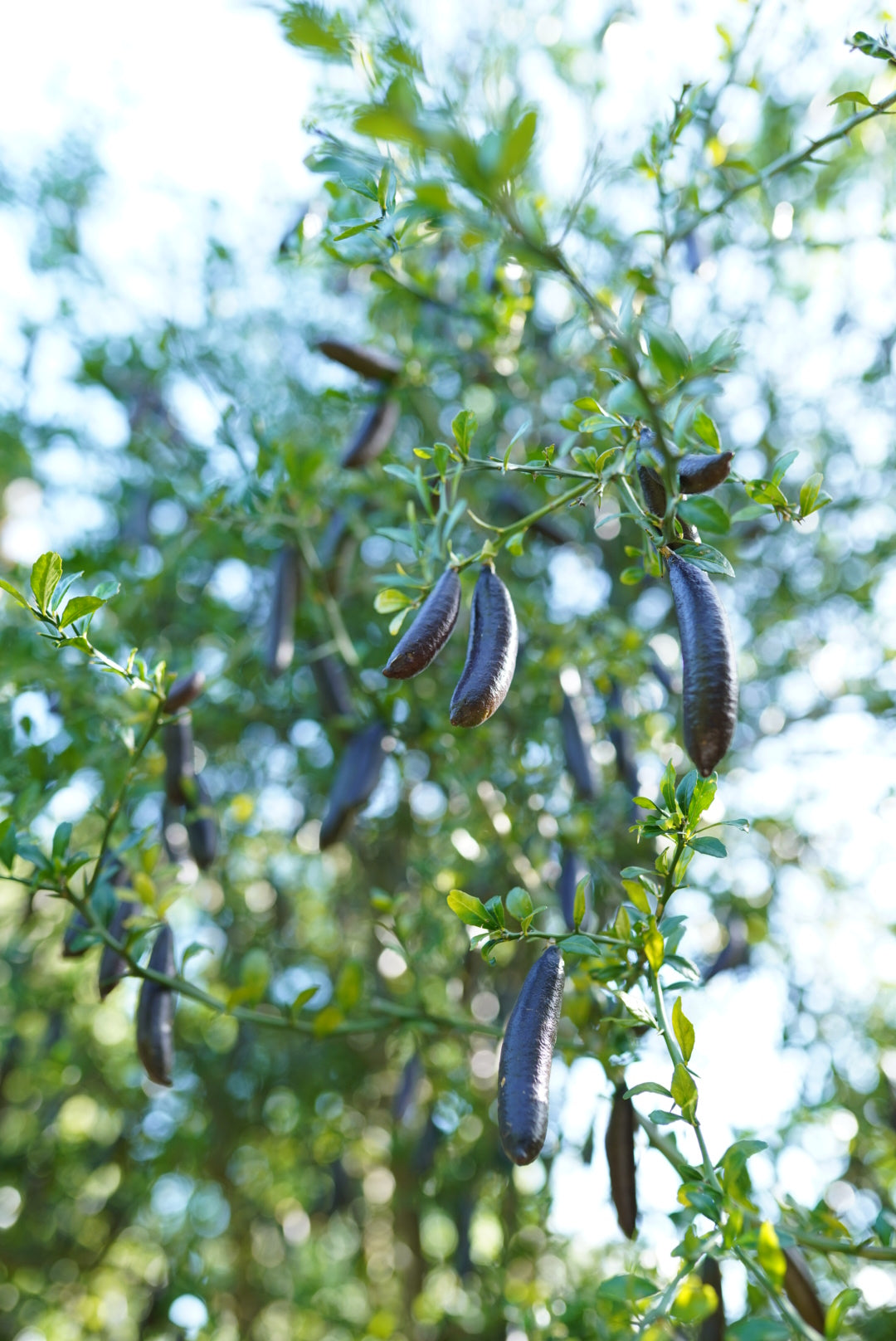 Finger Lime - Aubergine Black - Grafted flyingdragonnursery