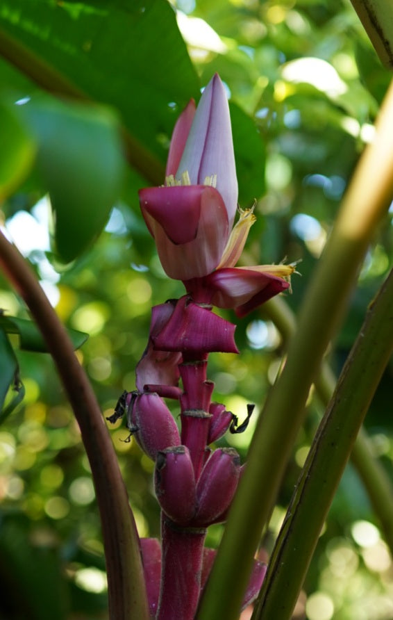 Pink Banana (Musa velutina)