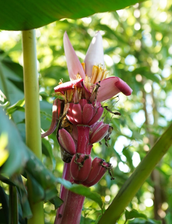 Pink Banana (Musa velutina)