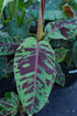 Banana - Blood Banana (Musa acuminata var. zebrina) flyingdragonnursery