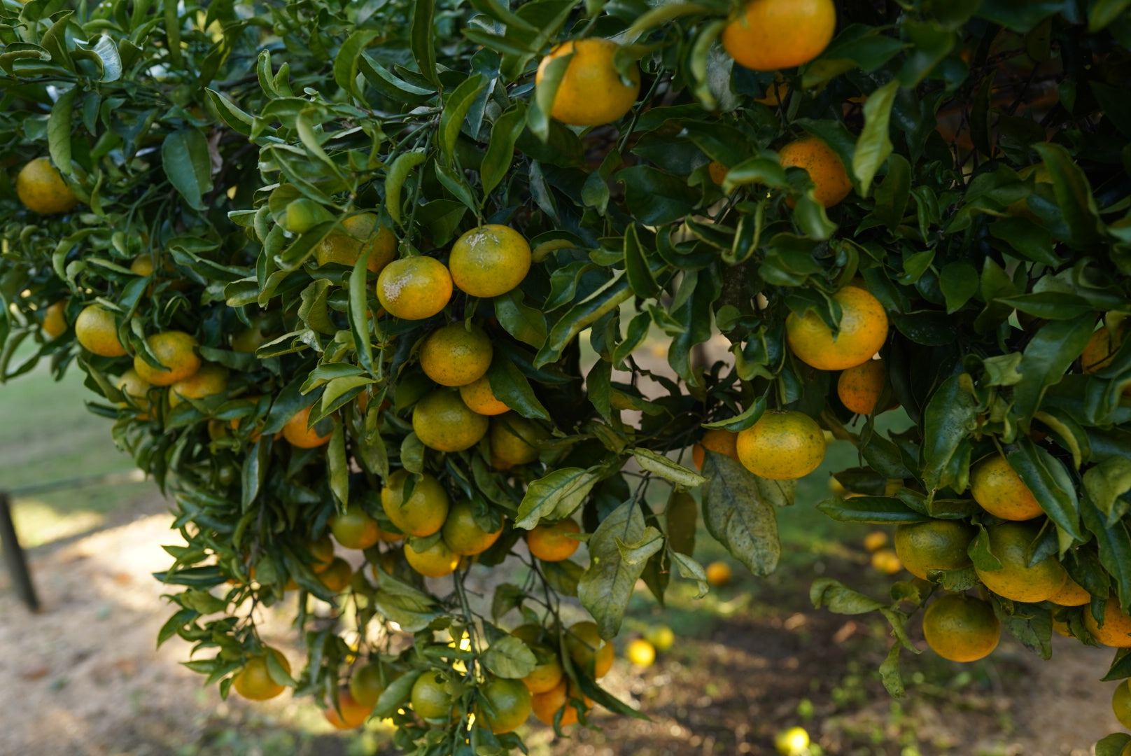 Tangor - Kiyomi flyingdragonnursery