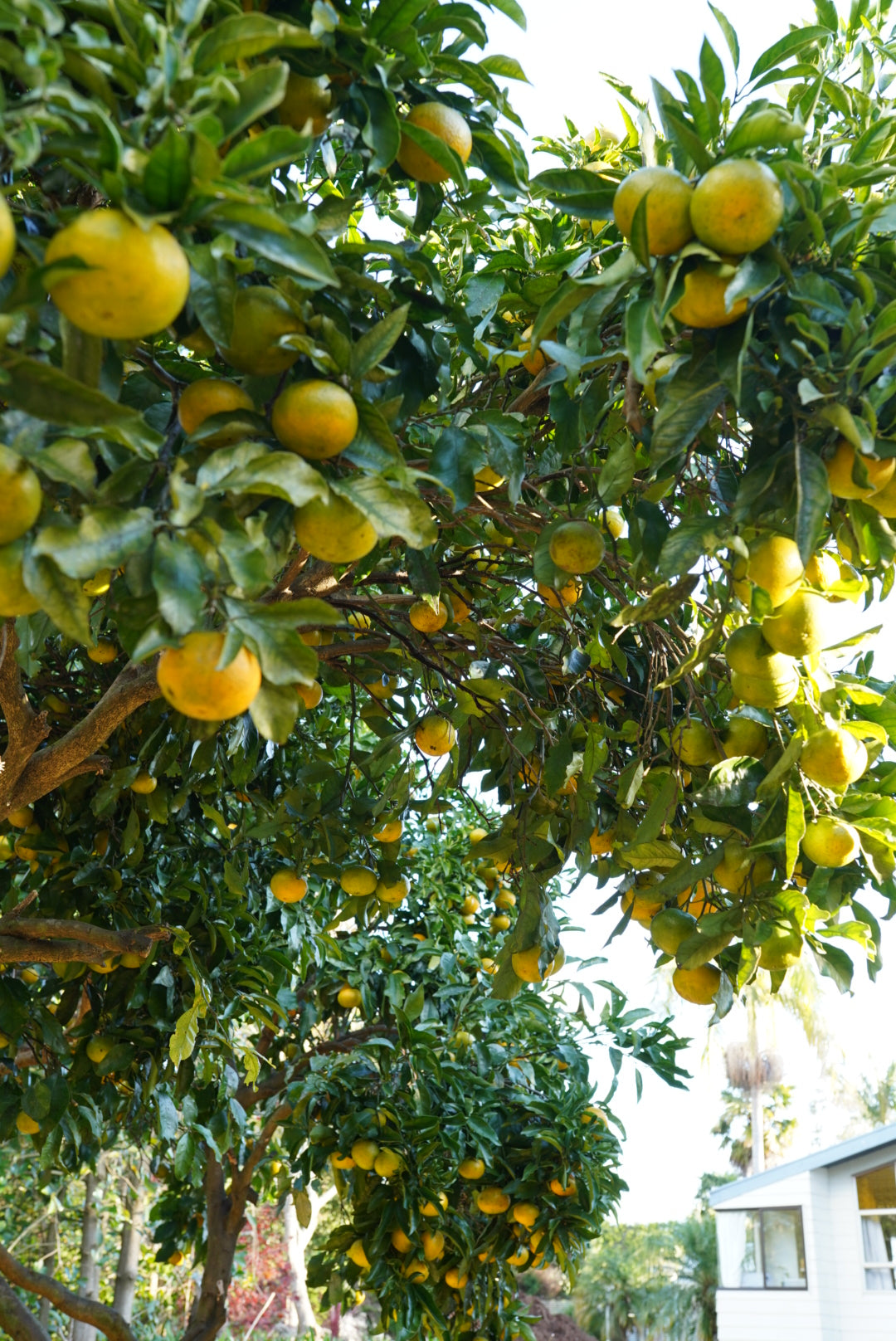 Tangor - Kiyomi flyingdragonnursery