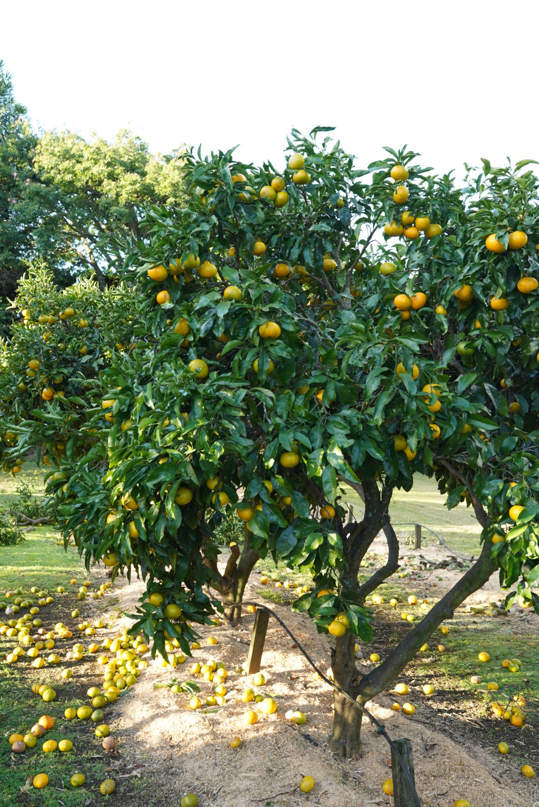 Tangor - Kiyomi flyingdragonnursery