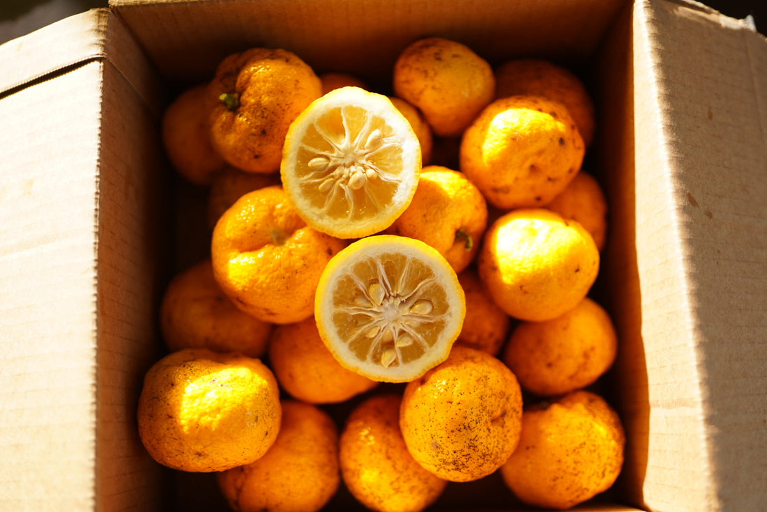 Yuzu flyingdragonnursery