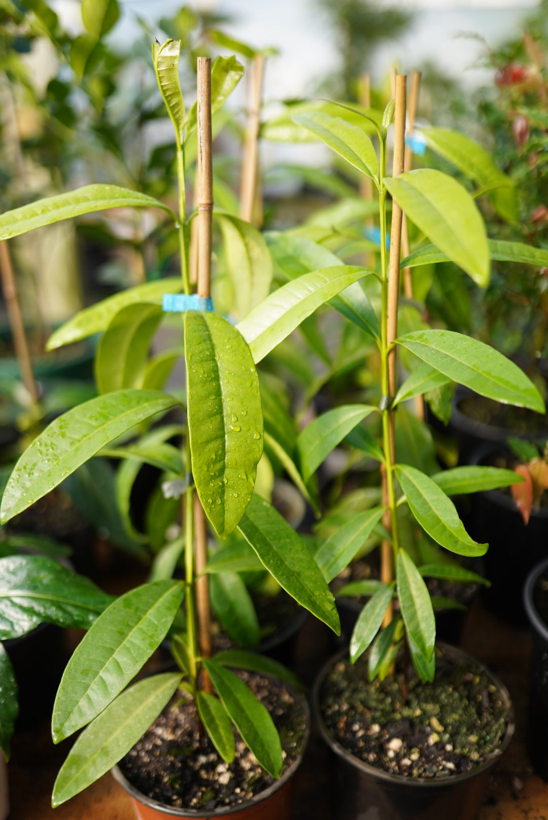 All spice plant - flyingdragonnursery