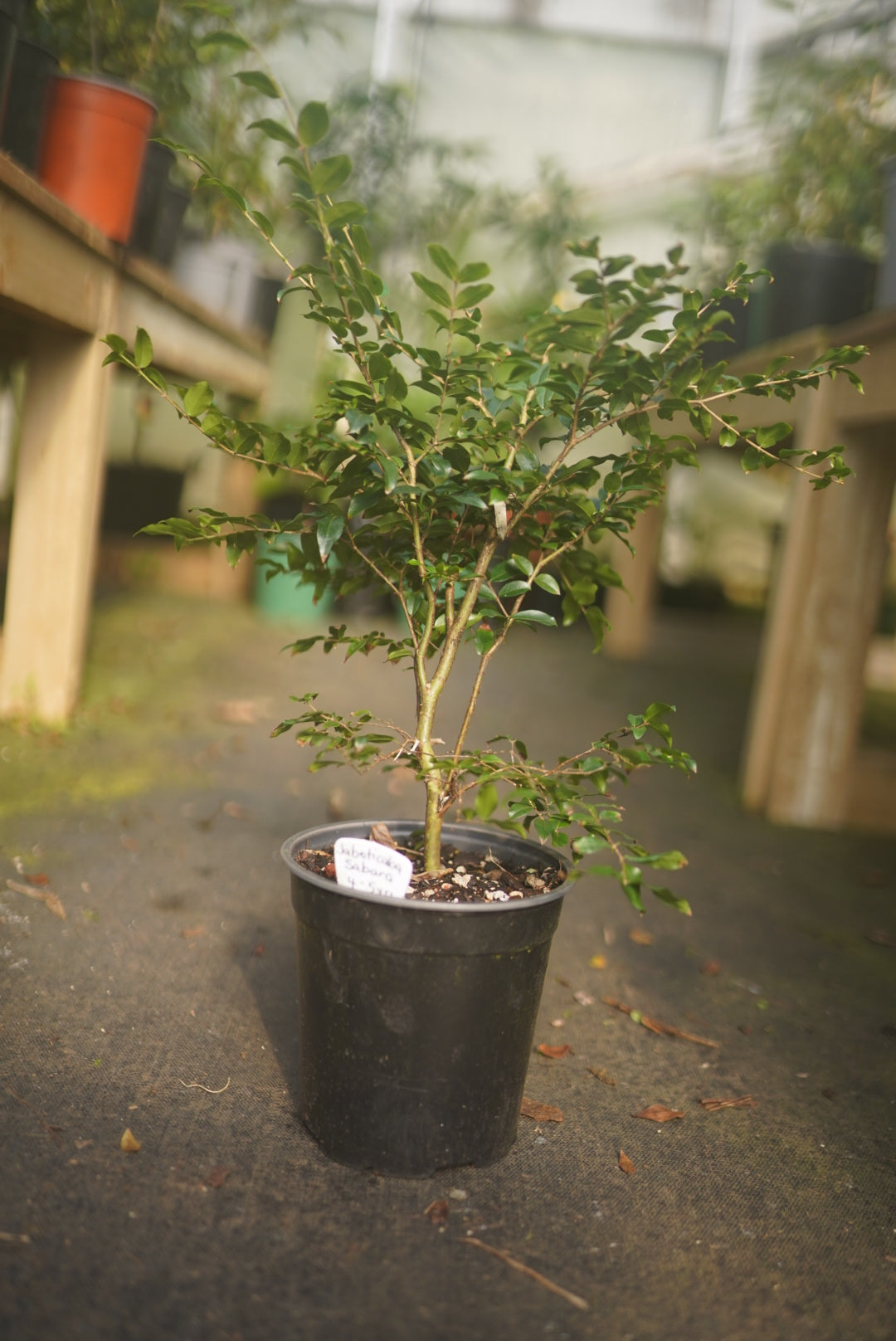 Jaboticaba - Sabara - flyingdragonnursery