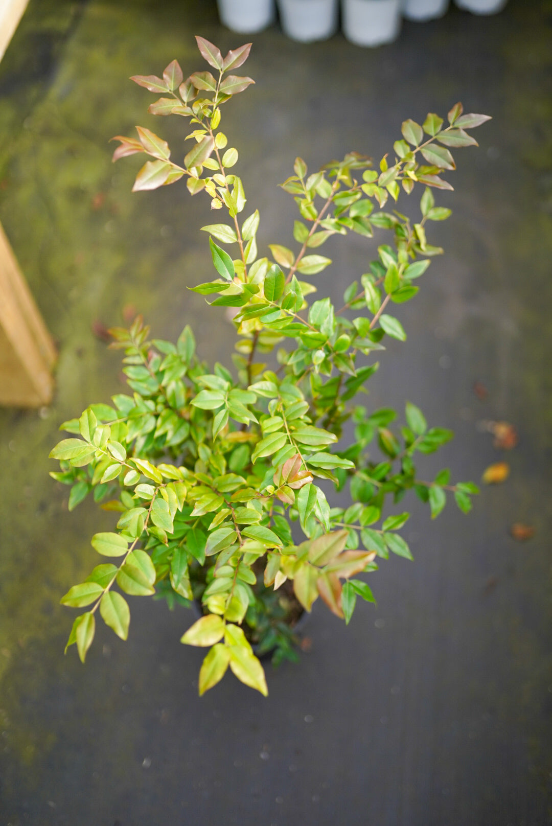 Jaboticaba Large Leaf - 4 + year old tree(rare) flyingdragonnursery