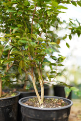 Jaboticaba Large Leaf -  4 + year old tree(rare) flyingdragonnursery