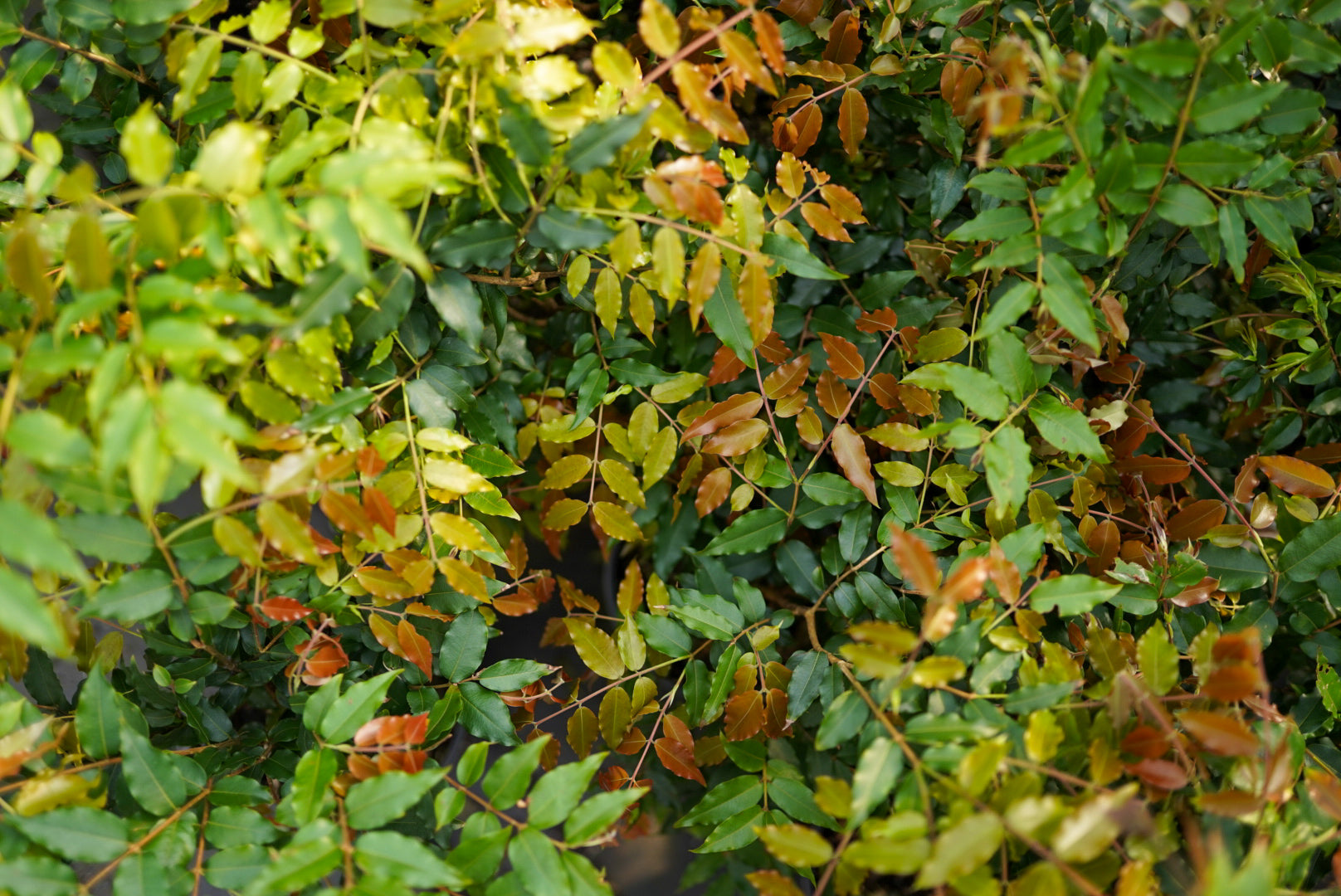 Jaboticaba - Paulista flyingdragonnursery