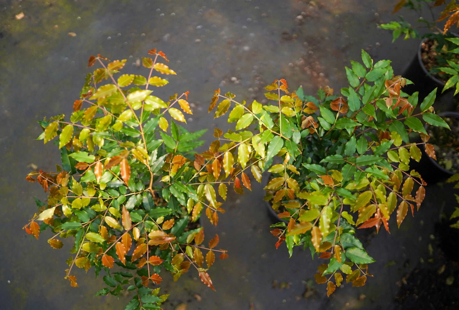 Jaboticaba - Paulista flyingdragonnursery