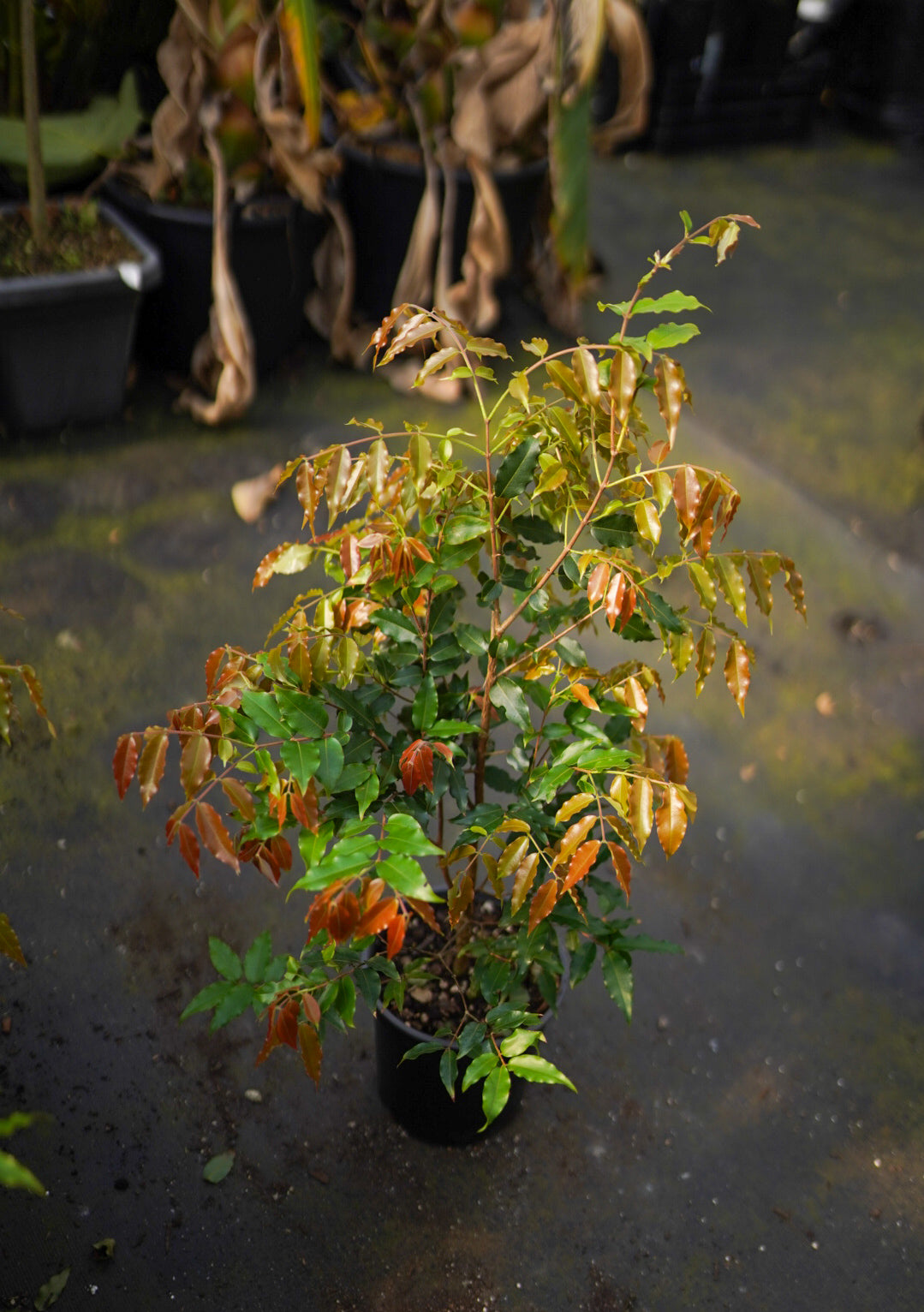 Jaboticaba - Paulista flyingdragonnursery