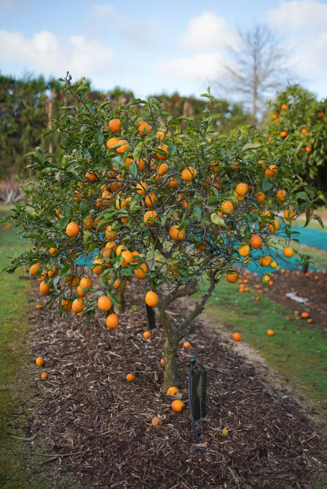 Lemon - Meyer