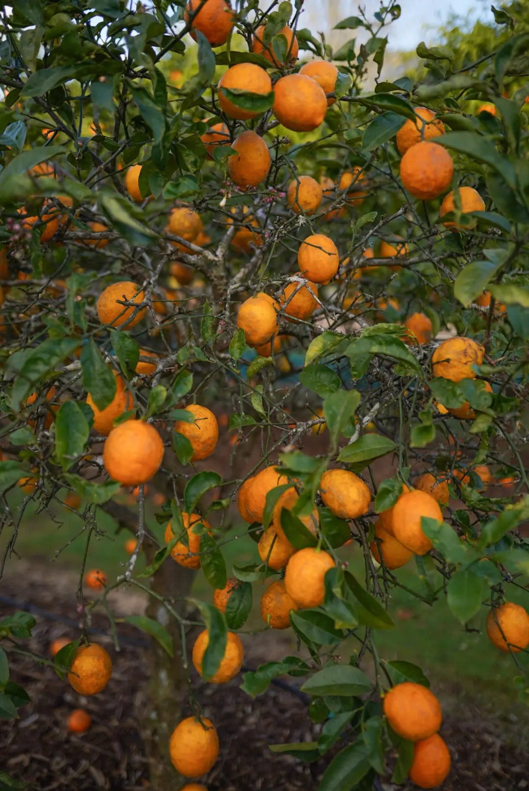 Lemon - Meyer