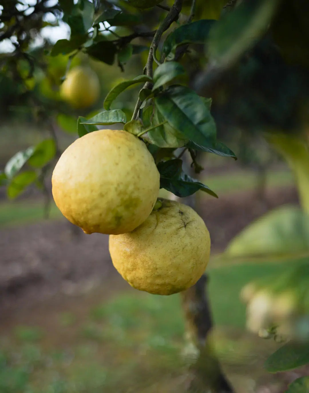 Lemon - Ponderosa - Giant Lemon