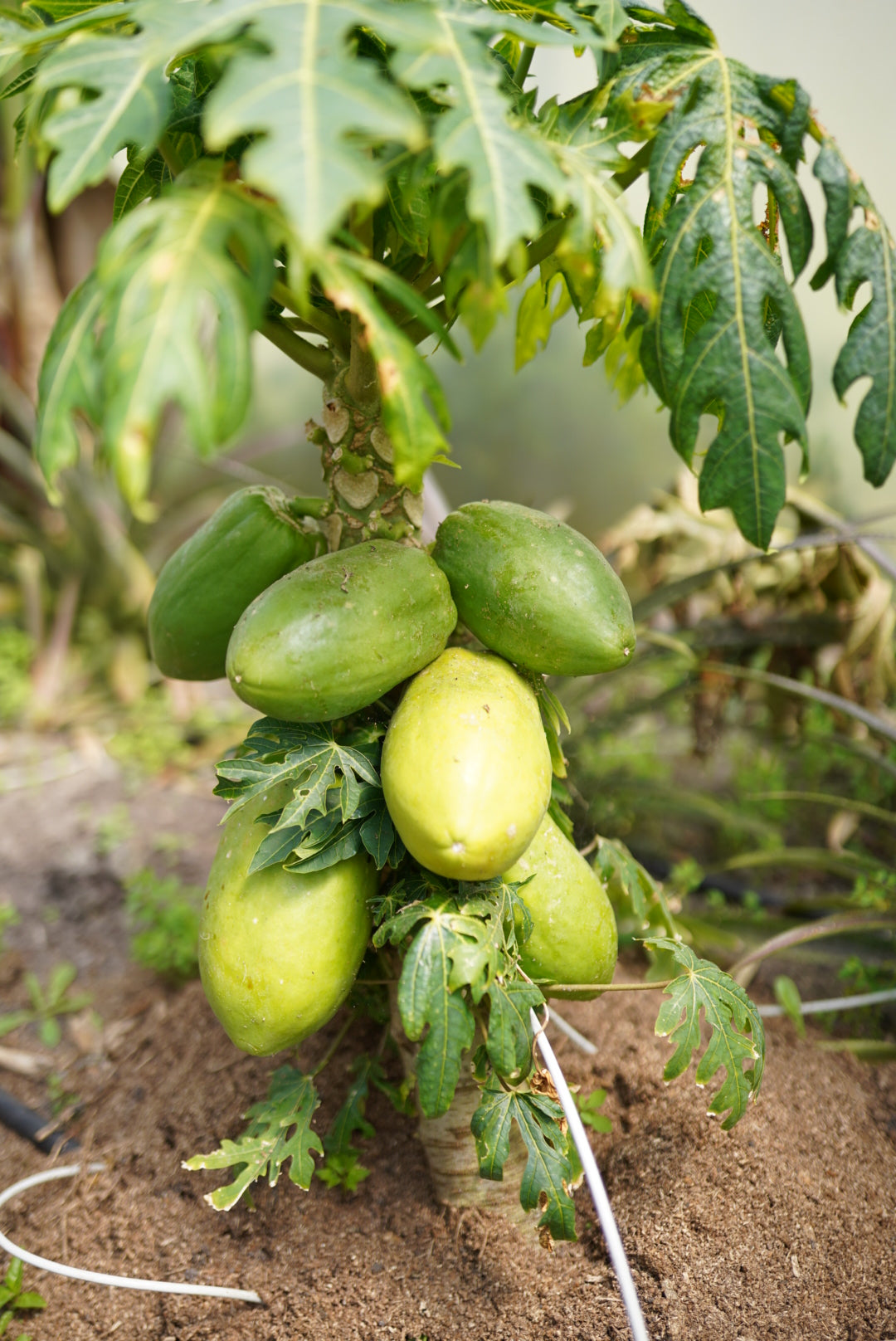 Papaya - Red Maradol flyingdragonnursery