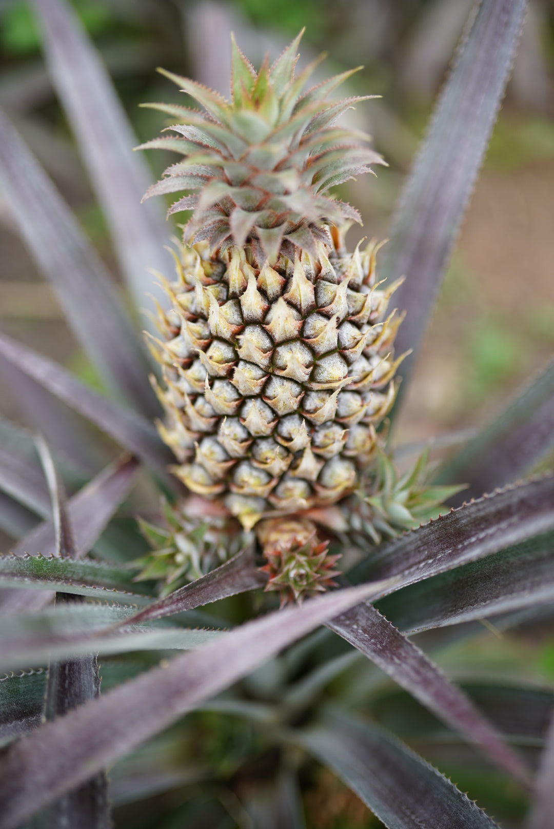 Pineapple - Queen flyingdragonnursery