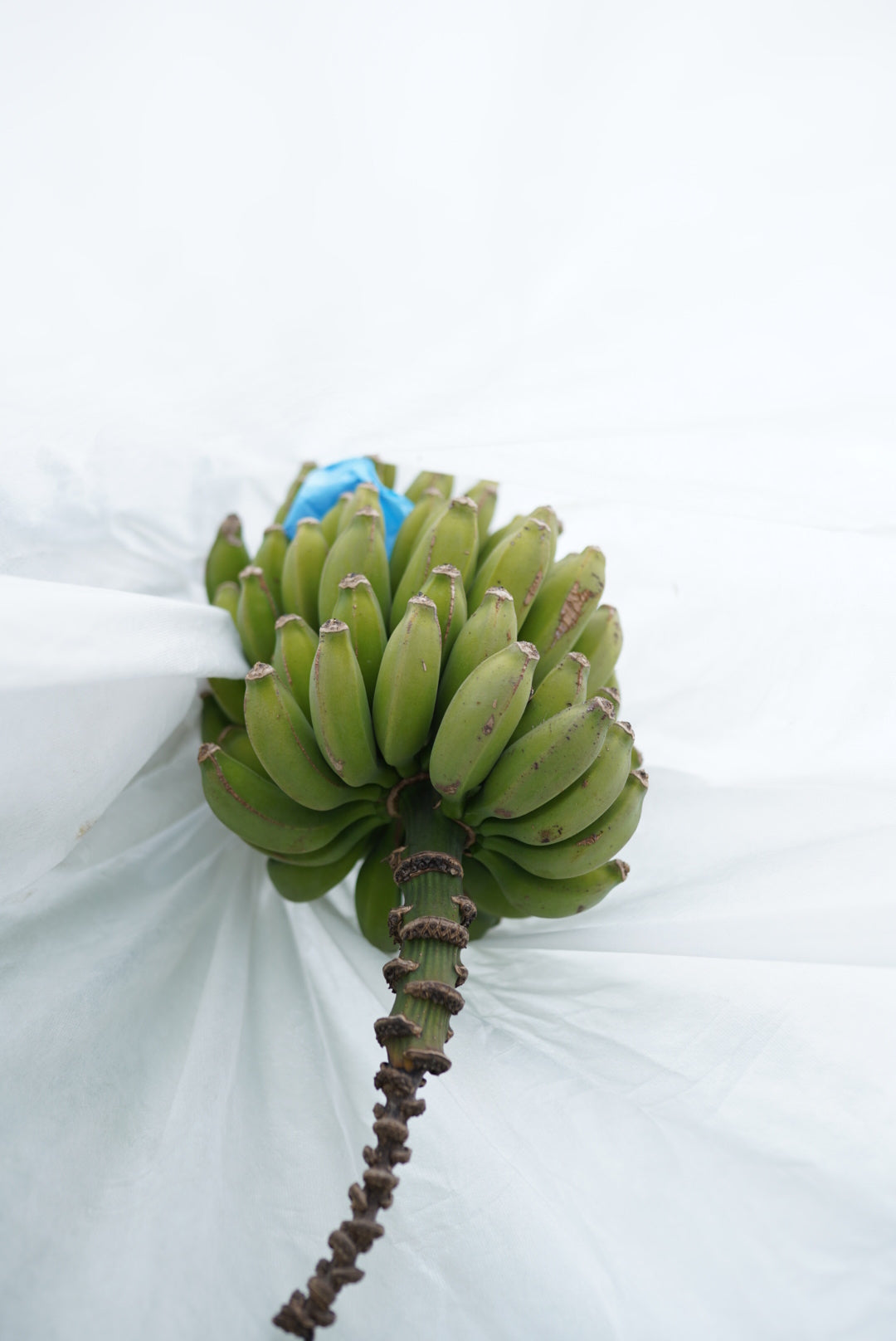 Banana - Pineapple ladyfinger flyingdragonnursery