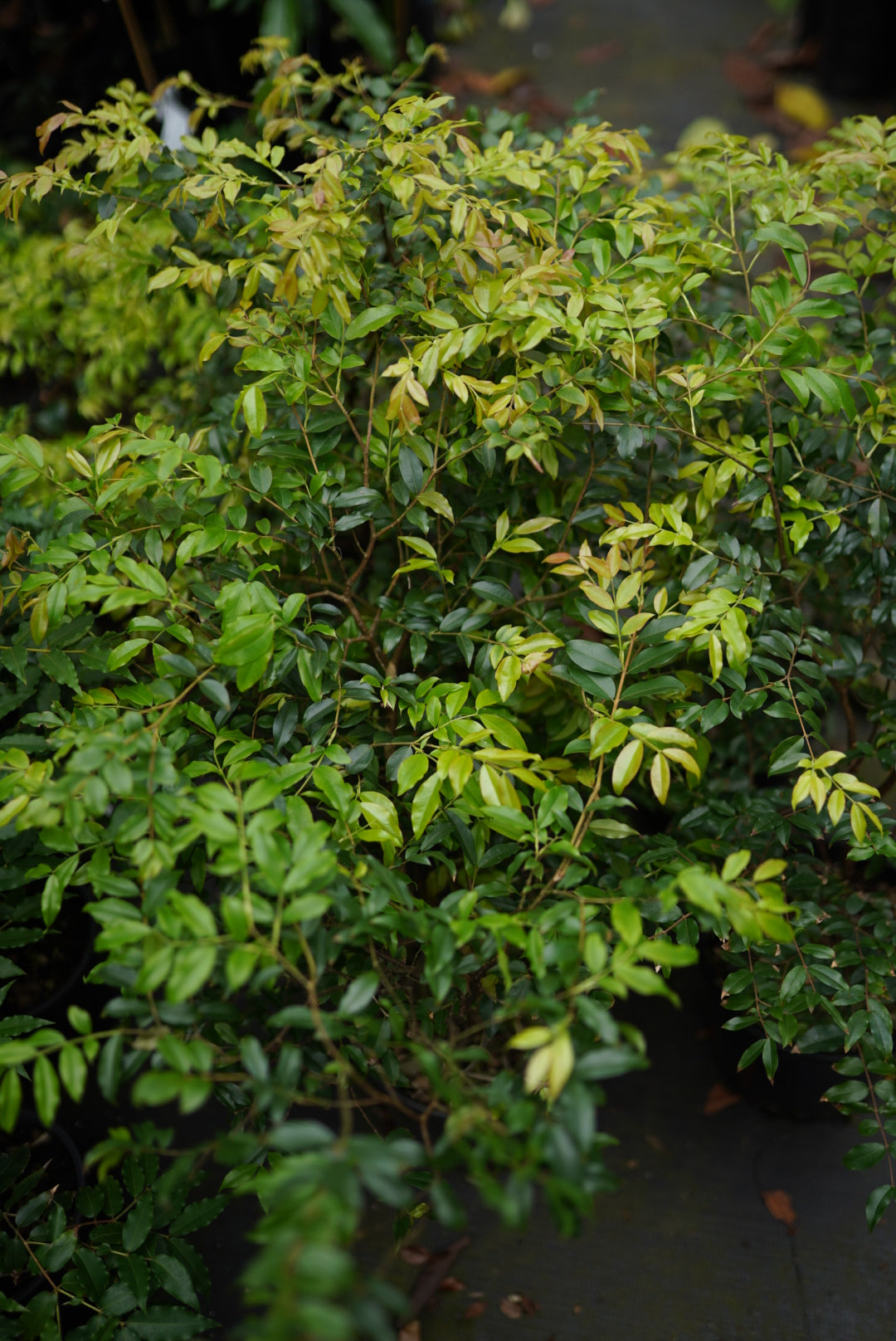 Jaboticaba - Sabara flyingdragonnursery