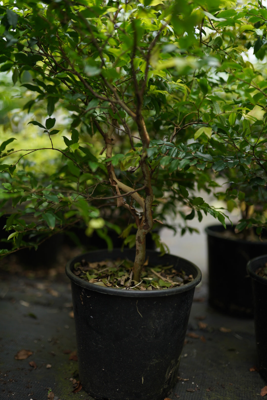 Jaboticaba - Sabara flyingdragonnursery