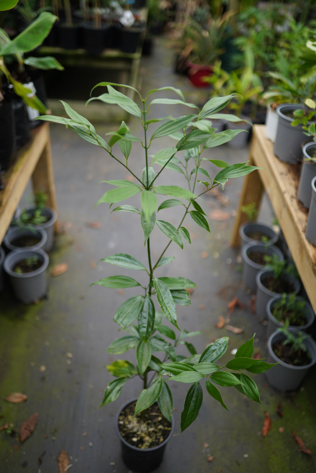 Cinnamon plant flyingdragonnursery