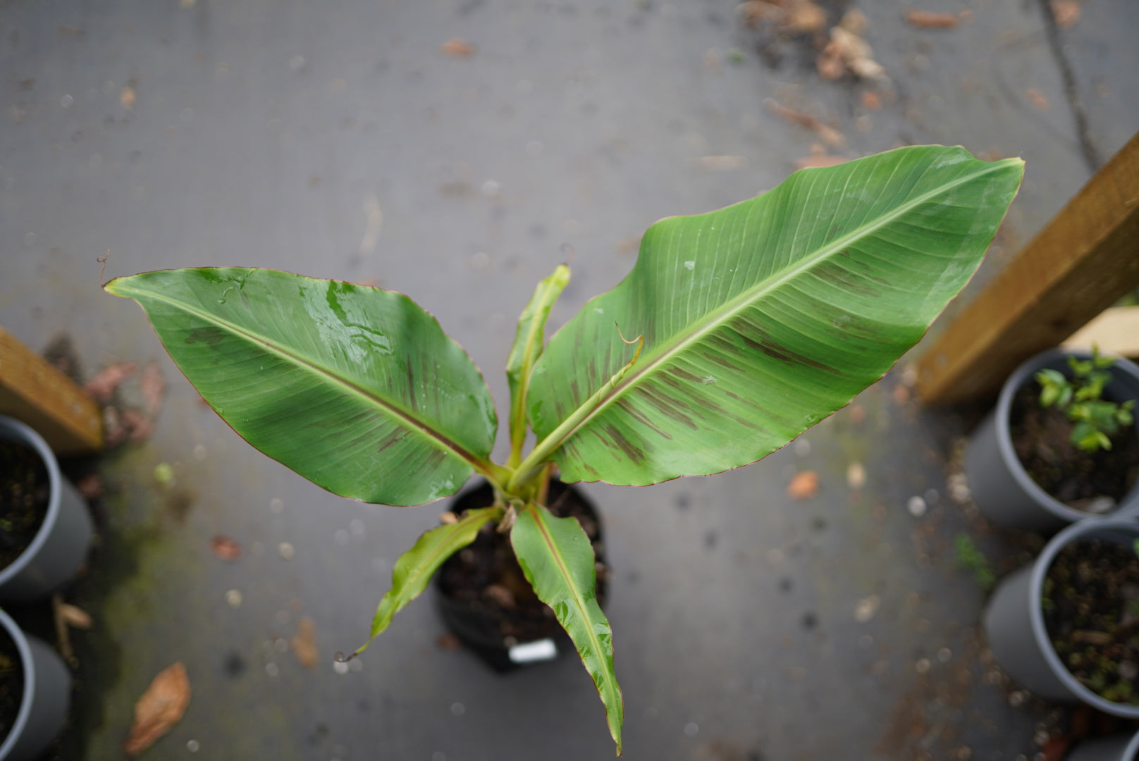 Banana - Goldfinger (Honduran cold-tolerant) flyingdragonnursery