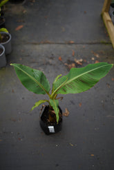 Banana - Goldfinger (Honduran cold-tolerant) flyingdragonnursery