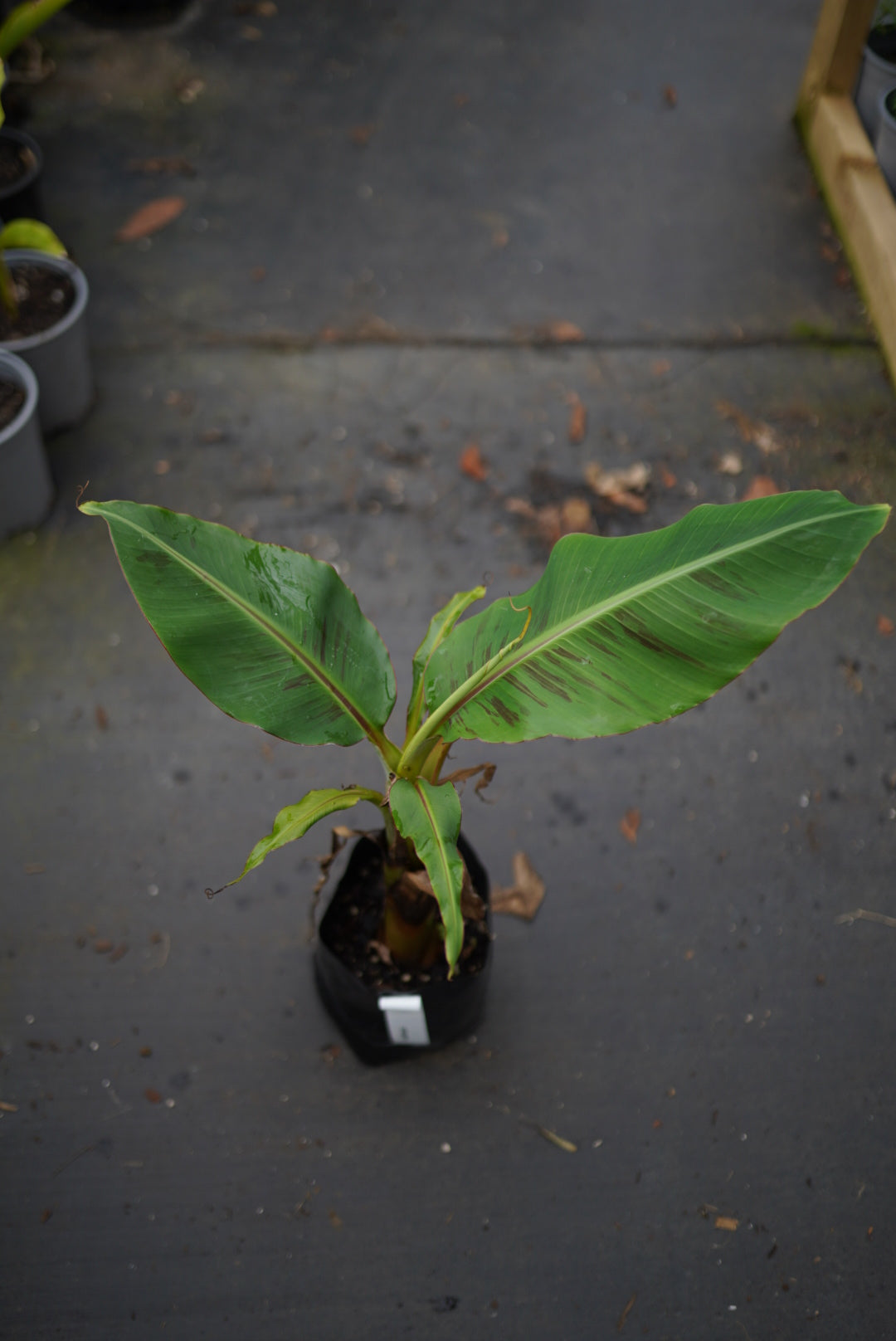 Banana - Goldfinger (Honduran cold-tolerant) flyingdragonnursery