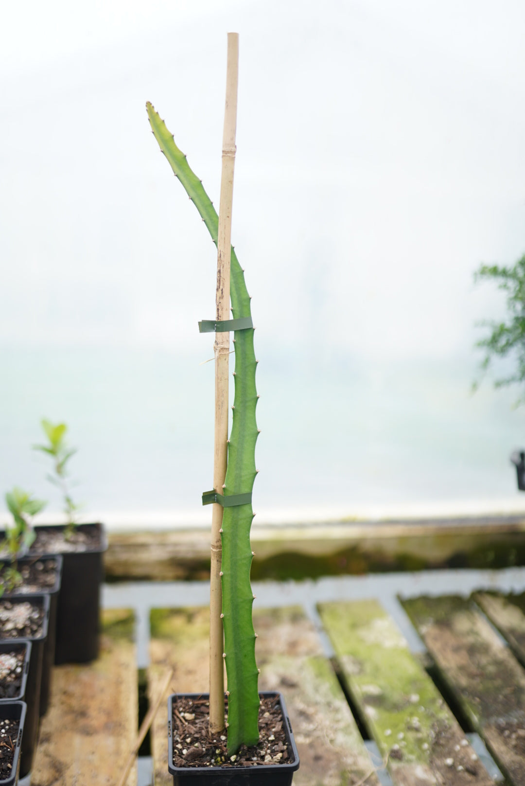 Dragonfruit Yellow (Palora) - Rooted in a pot