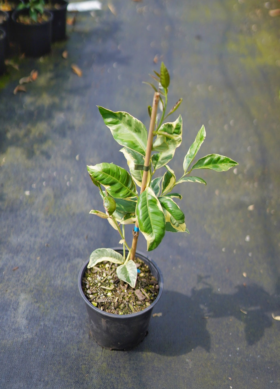 Lemon - Variegated Villa Franca flyingdragonnursery