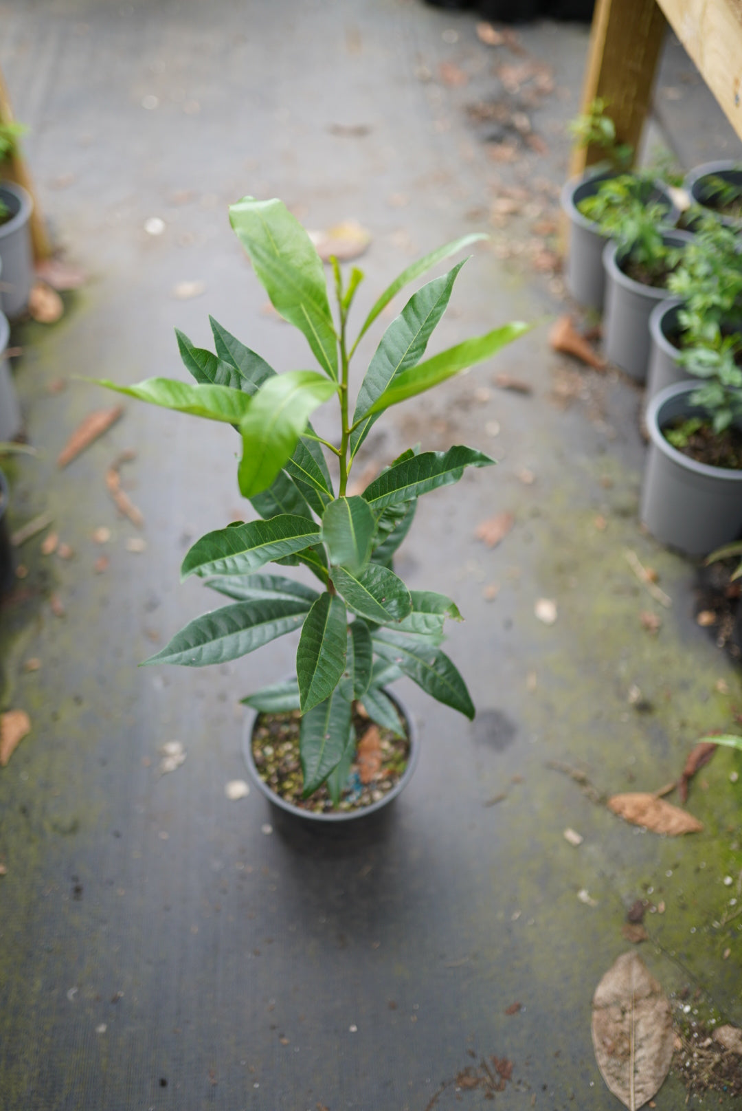 Lucuma flyingdragonnursery