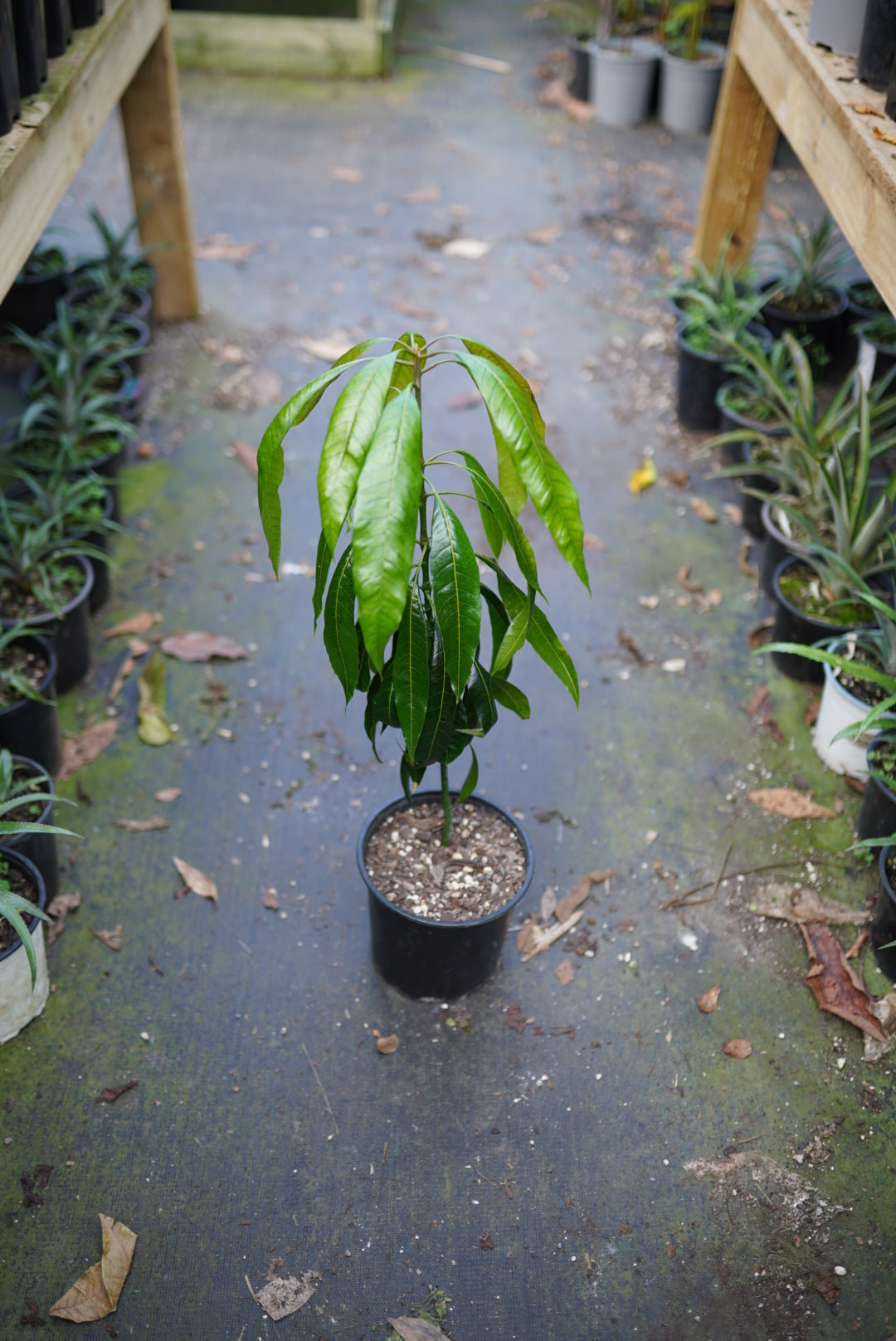 Mango - Kent flyingdragonnursery