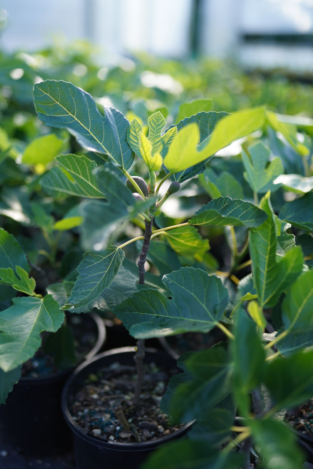 Fig - Black Mission flyingdragonnursery