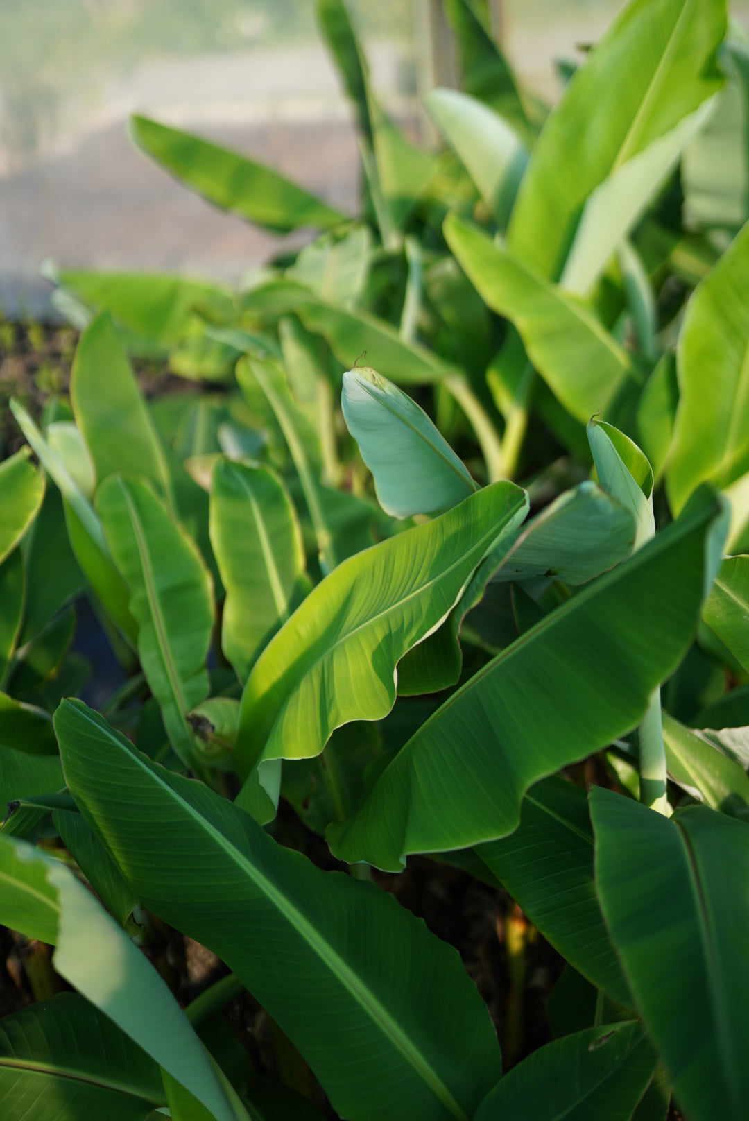 Banana - Misi Luki flyingdragonnursery