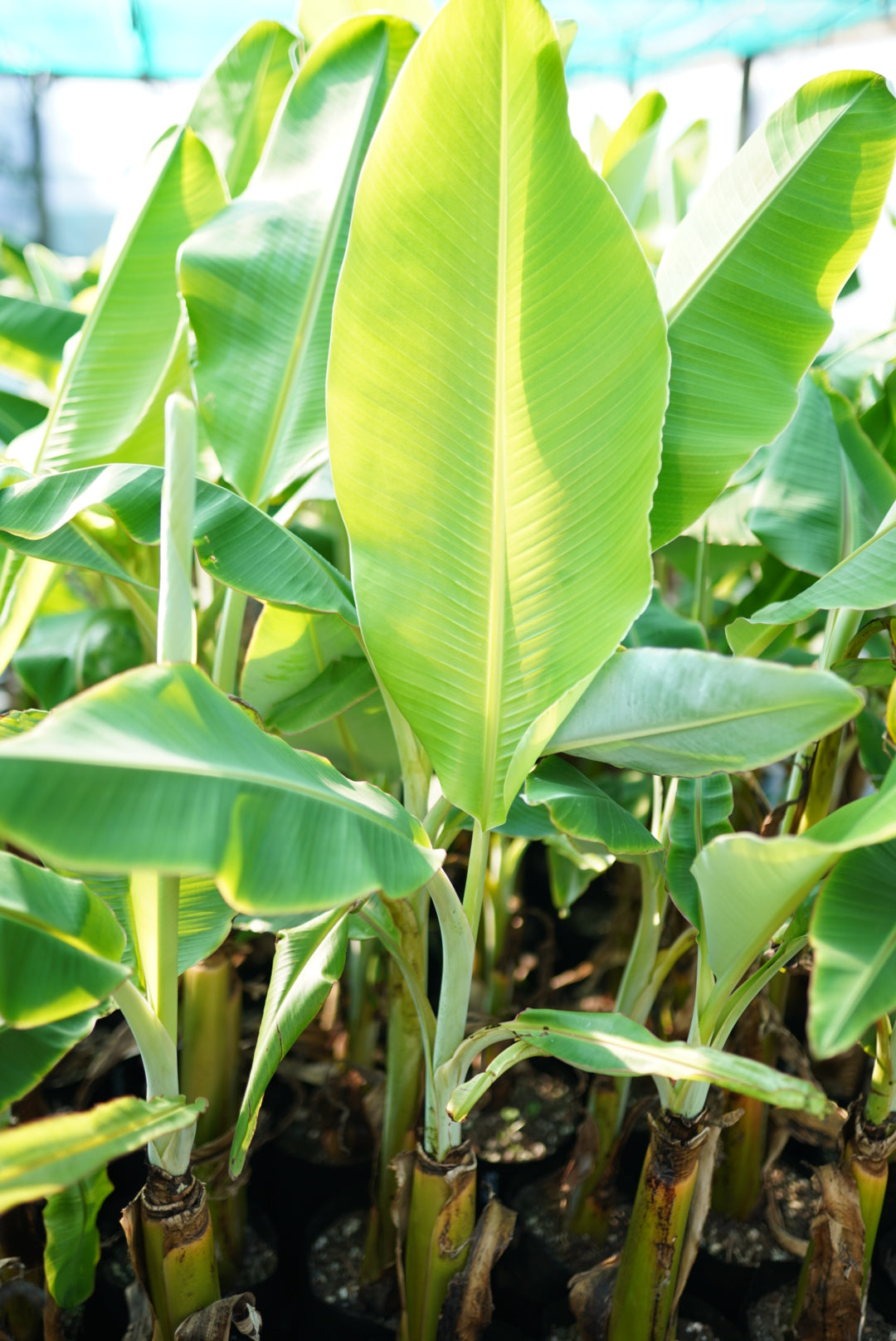 Banana - Misi Luki flyingdragonnursery