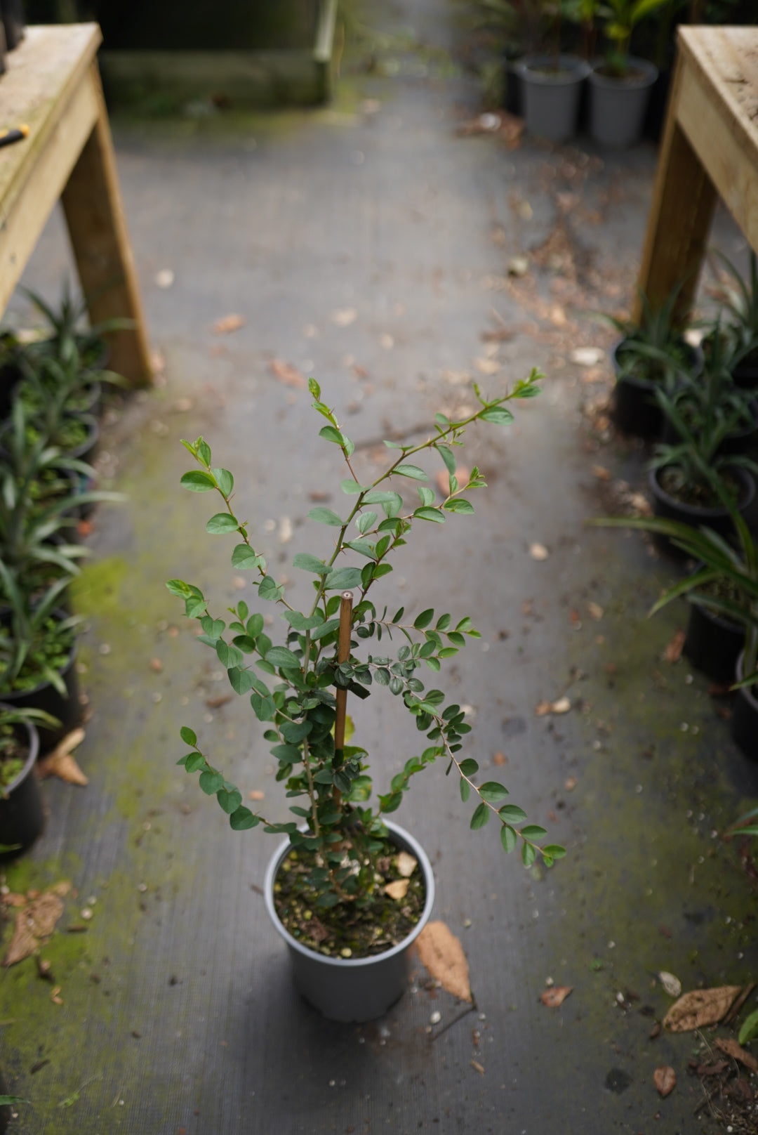 Indian jujube flyingdragonnursery