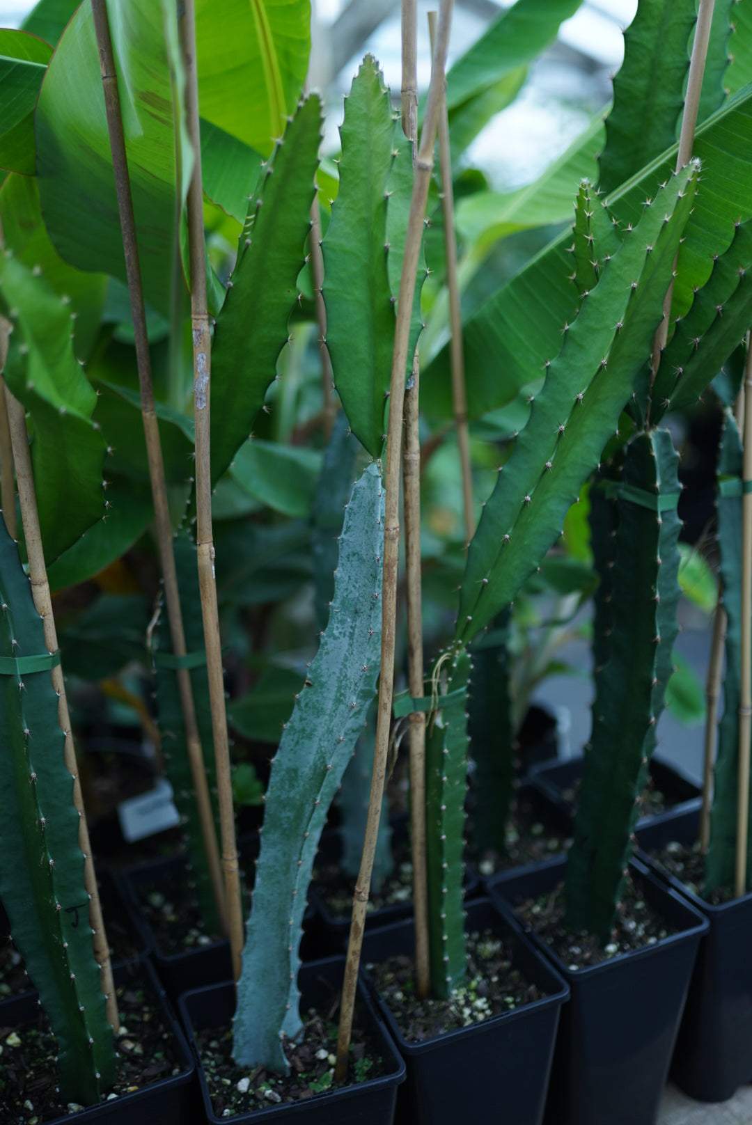 Dragonfruit - Windsor Red (ROOTED IN A POT) flyingdragonnursery