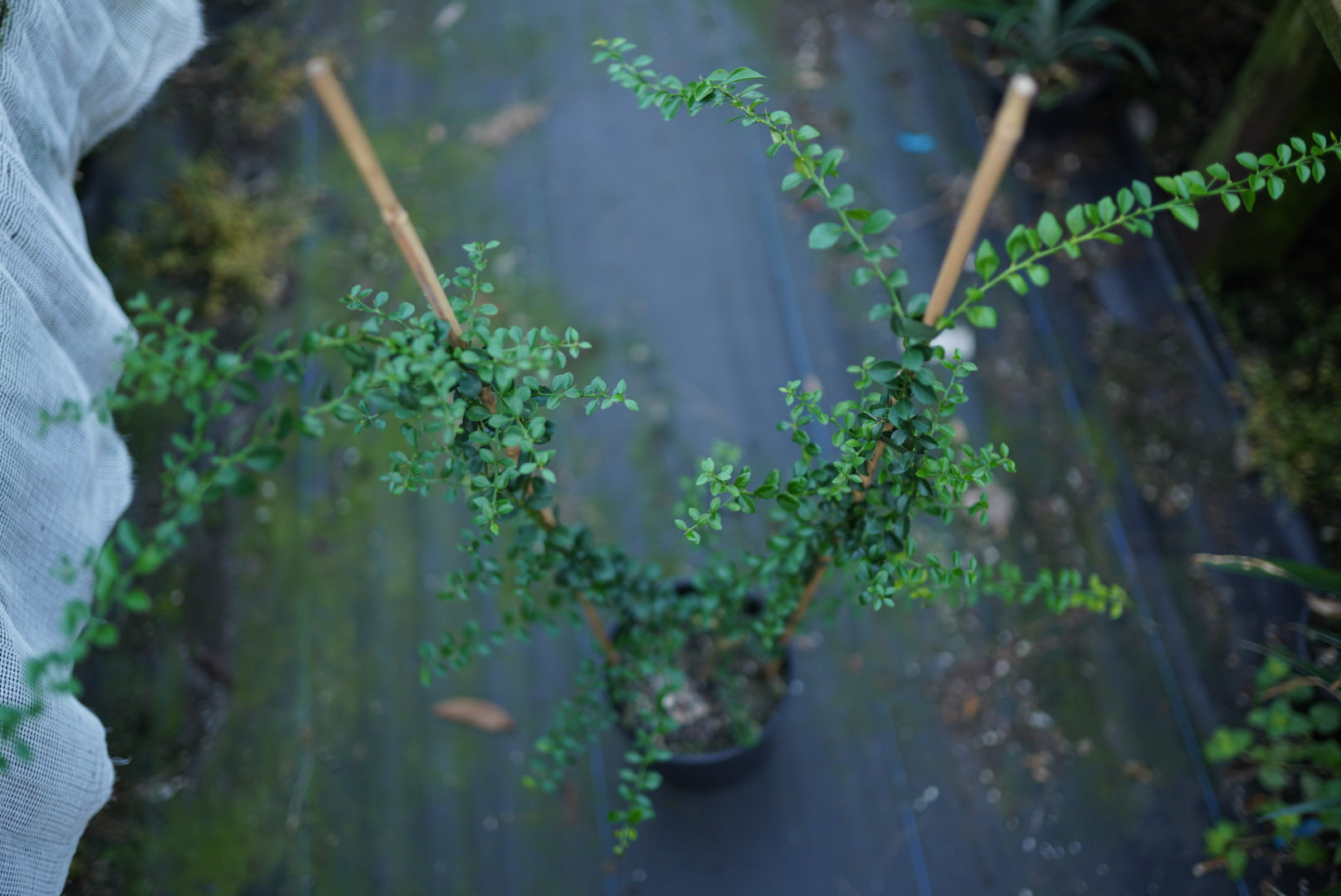 Finger Lime - Double Graft Brown/Green flyingdragonnursery