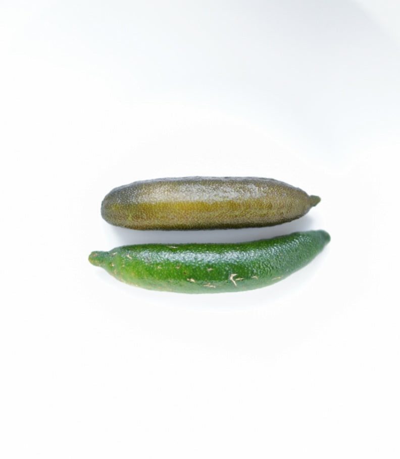 Finger Lime - Double Graft Brown/Green flyingdragonnursery
