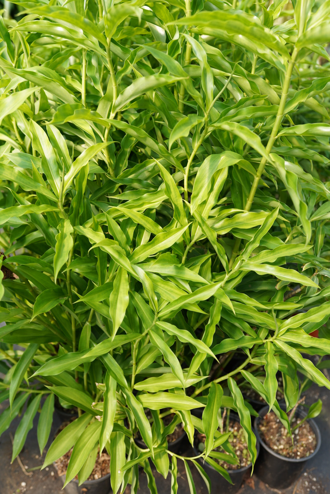 Insulin Plant - Painted Spiral Ginger (yellow flower) flyingdragonnursery