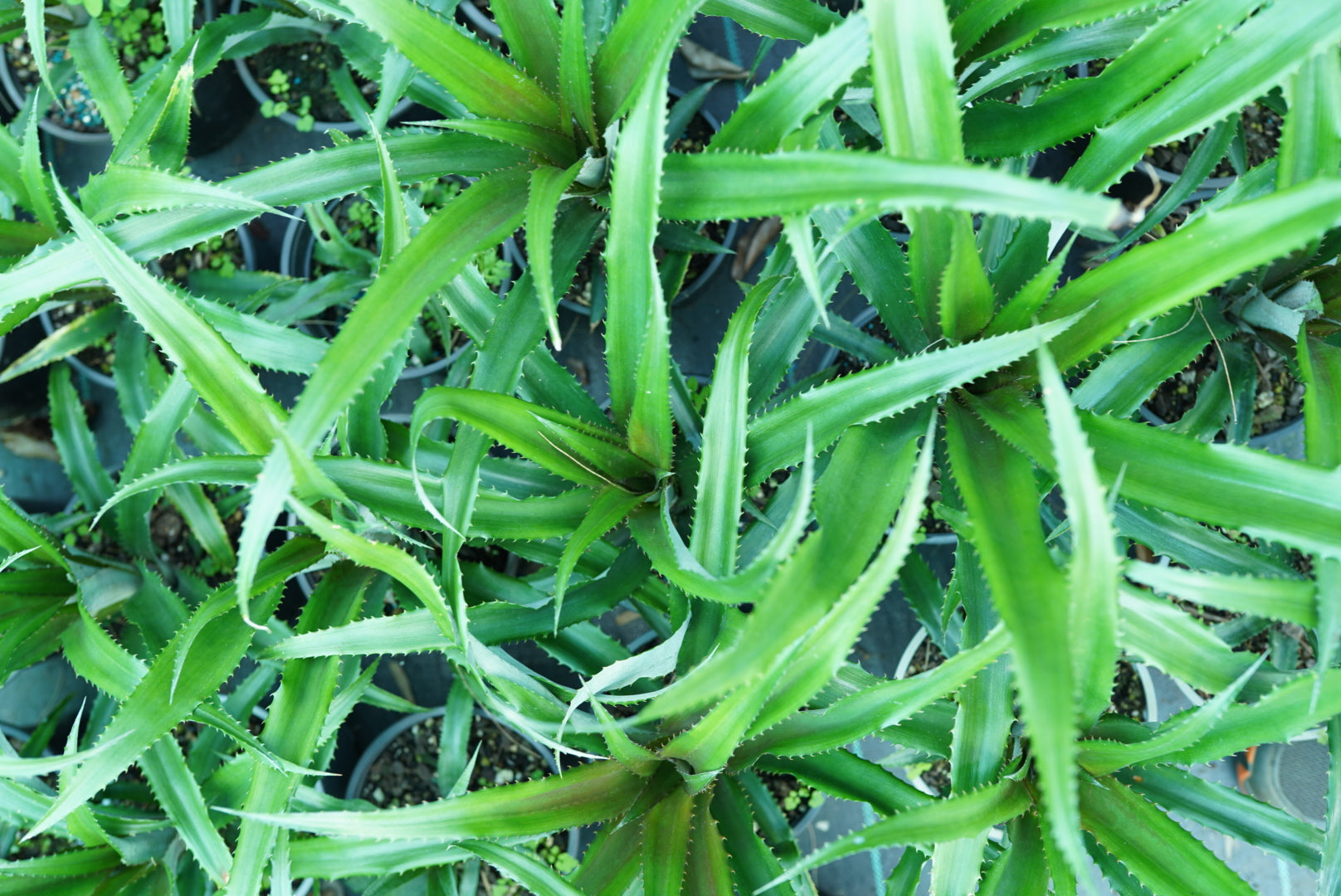 Pineapple - Red (Cold hardy) flyingdragonnursery