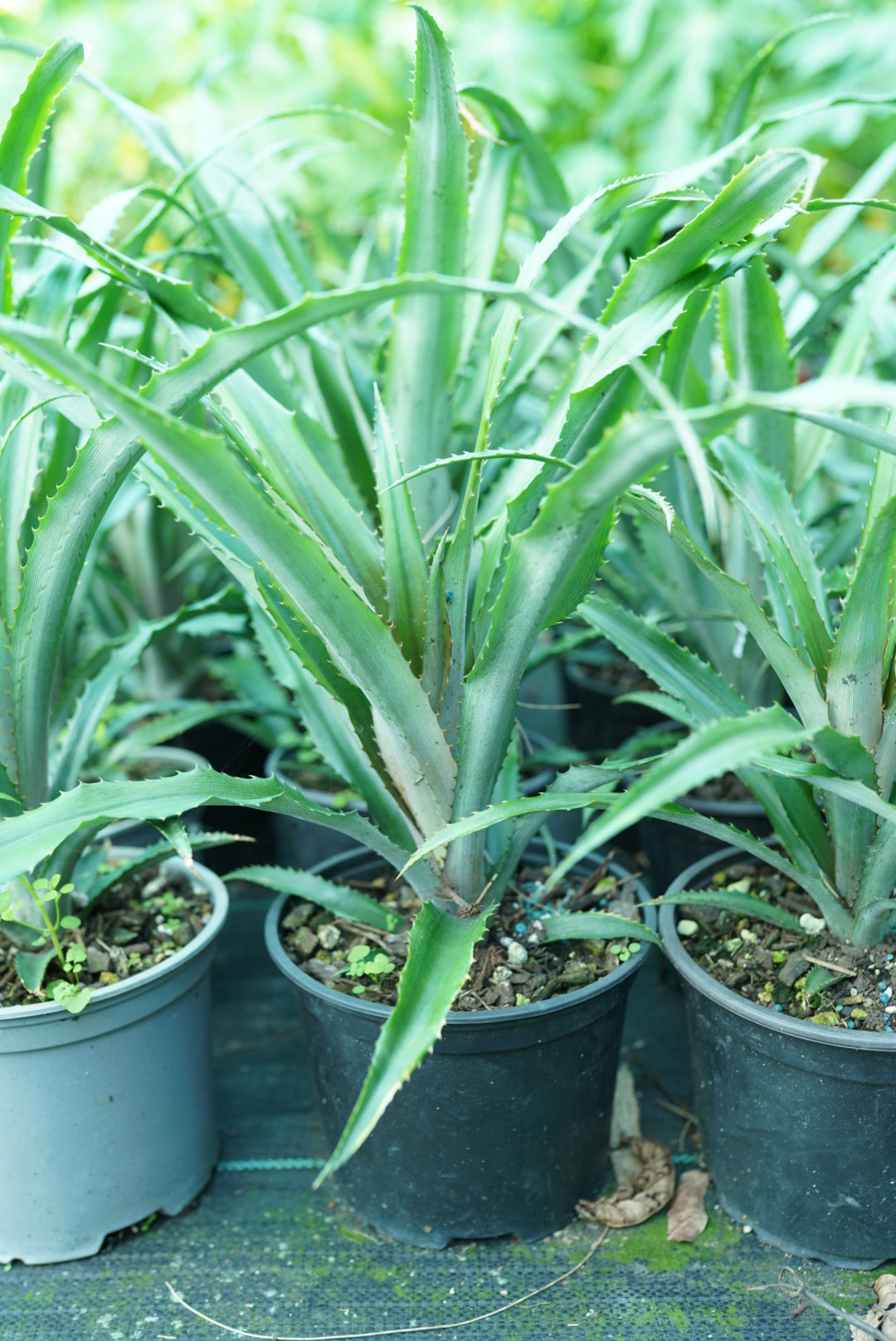 Pineapple - Red (Cold hardy) flyingdragonnursery