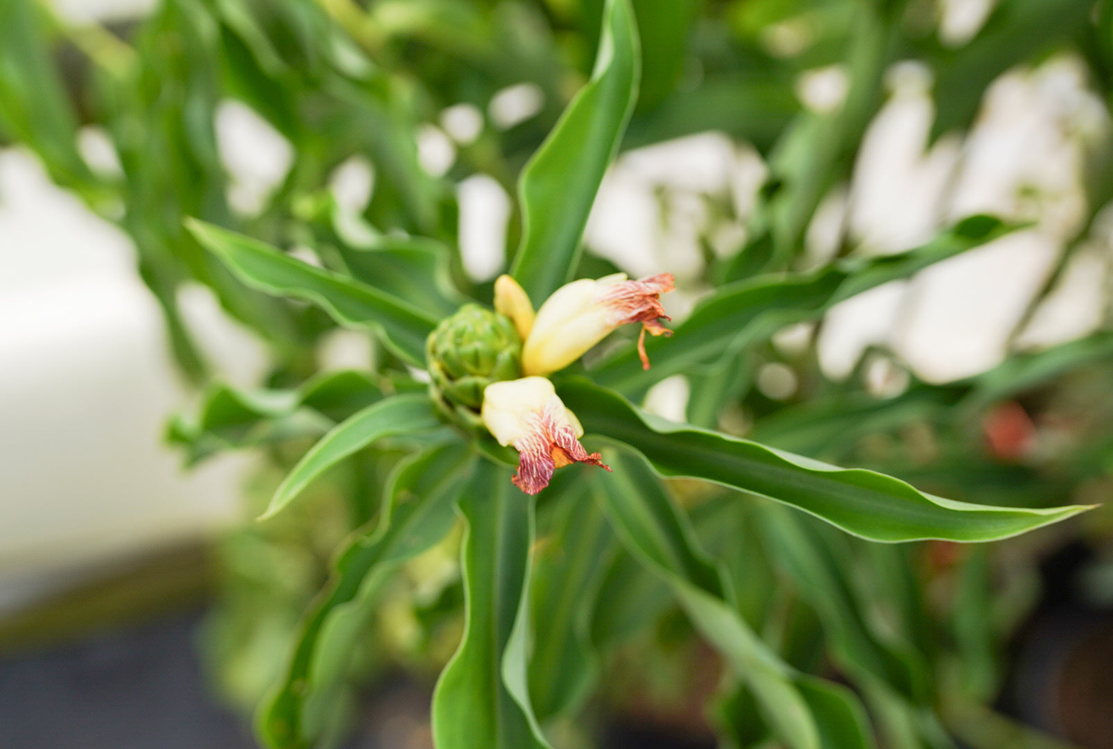 Insulin Plant - Painted Spiral Ginger (yellow flower) flyingdragonnursery