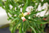 Insulin Plant - Painted Spiral Ginger (yellow flower) flyingdragonnursery