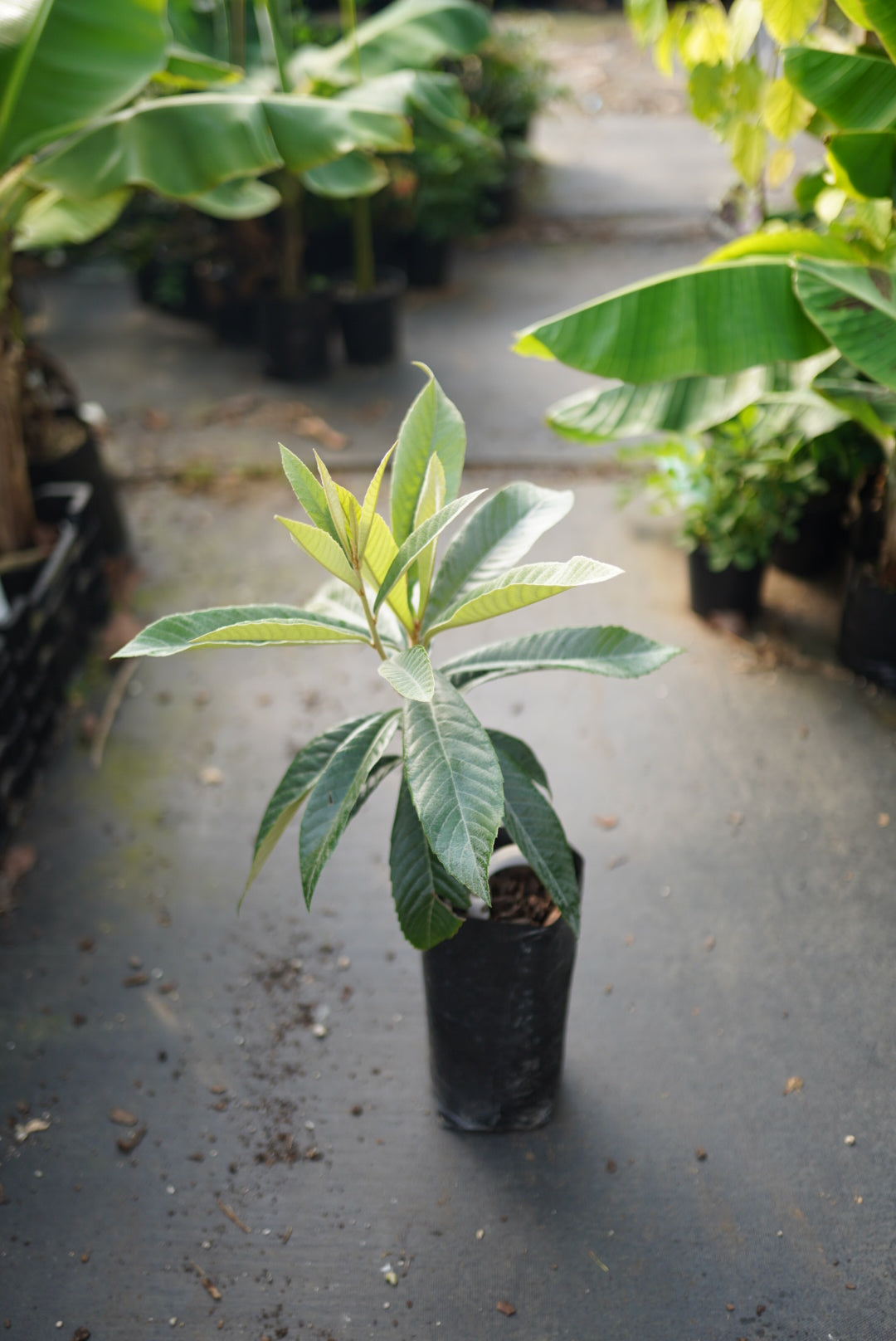 Loquat - Mogi - Grafted flyingdragonnursery