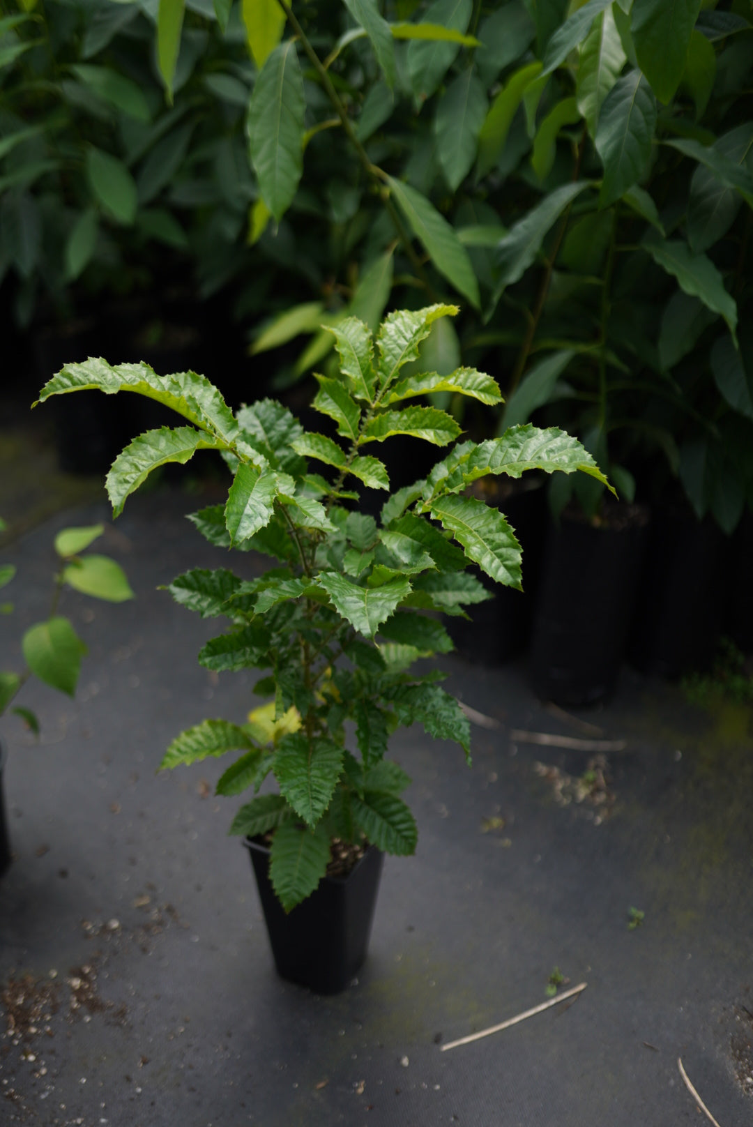 Davidson Plum flyingdragonnursery