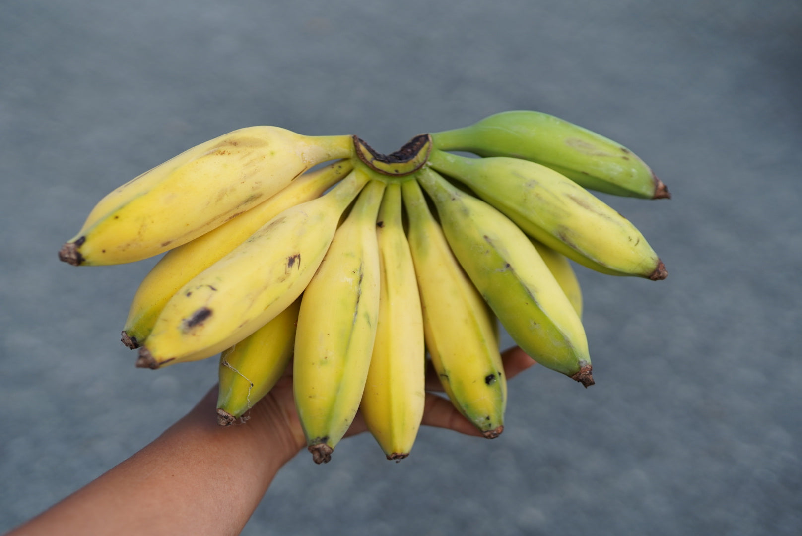 Banana - Hamoa flyingdragonnursery
